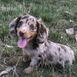Dachshunds from Hilltop Doxies