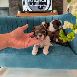 Bernedoodle, Cavapoo, Cavapoochon, Goldendoodle, Poodle, and Yorkipoo Puppies from Anchor Dogs
