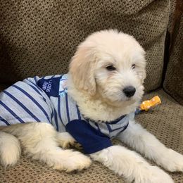 Goldendoodle and Golden Retriever Puppies from Cajun Doodles and Retrievers