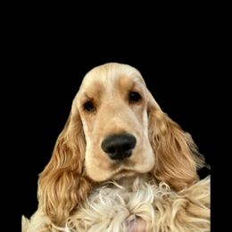 English Cocker Spaniel Puppies from Spring Run English Cocker Spaniels