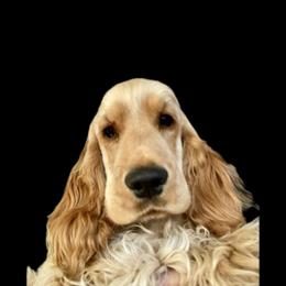 English Cocker Spaniel Puppies from Spring Run English Cocker Spaniels