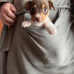 Valentino - Chocolate and white male Teddy Roosevelt Terrier puppy in Troy, Ohio from Wiggle Wags Miniature American Shepherds