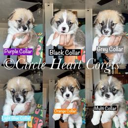 Multi Collar Collar - Red female Pembroke Welsh Corgi puppy in Anza, California from Circle Heart Corgis
