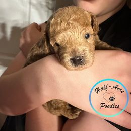 Poodle puppies from Half-Acre Poodles