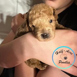Poodle puppies from Half-Acre Poodles