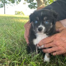 JJ (Spaun) Just a Jewel - Black tri female Miniature Australian Shepherd puppy in California, Kentucky from Sonlight Ridge Aussies