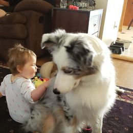 Australian Shepherd Puppies from CinchTight