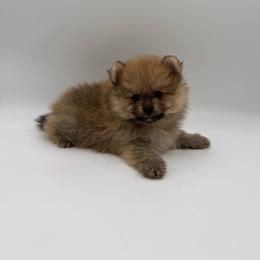 Burno - Chocolate sable male Pomeranian puppy in Phoenix, Arizona from Luxpomz