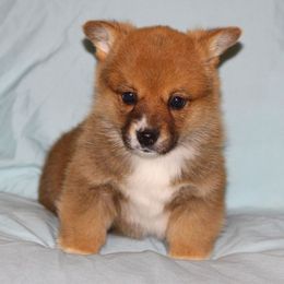 Pembroke Welsh Corgi Puppies from AB Ranch