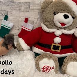 Apollo - French Bulldog puppy from The Frenchie Lady Co.