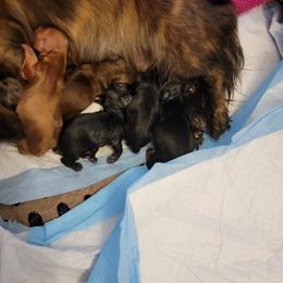 Dachshund Puppies from Hyder's Dachshunds