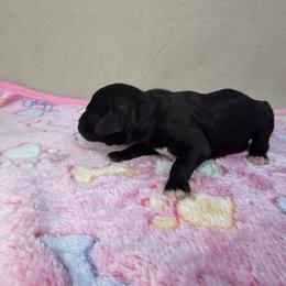 Halo - Black female Poodle puppy in Stilwell, Oklahoma from LR&R Dog Co.