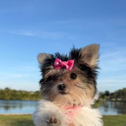 Yorkshire Terrier Puppies from Barb's Luvayorkie