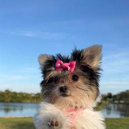 Yorkshire Terrier Puppies from Barb's Luvayorkie