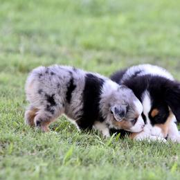 Toy Australian Shepherd Puppies from Shooting Stars Ranch Toy and Mini Aussies