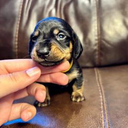Biscuit - Black and tan male Dachshund puppy in Delano, Tennessee from Olive Branch Acres