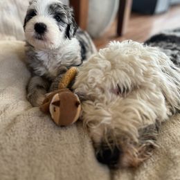 Old English Sheepdog and Sheepadoodle Puppies from The Great White Fluffalo