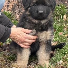 Blue collar - Black and red male German Shepherd puppy in Pana, Illinois from von Fenja German Shepherd Dogs