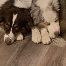 Australian Shepherd Puppies from Triple S Aussies