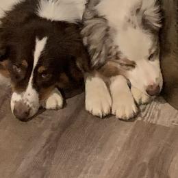 Australian Shepherd Puppies from Triple S Aussies