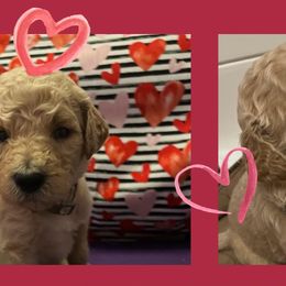 Poodles from Layla's Loves
