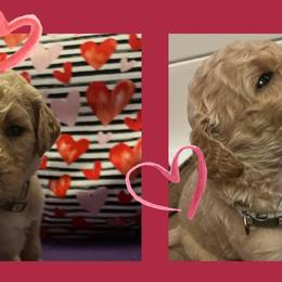 Poodles from Layla's Loves