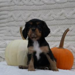 Maize - Black and tan female Cavalier King Charles Spaniel puppy in Marcellus, Michigan from Coolcreek Pets
