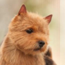 Norfolk Terriers and Norwich Terriers from Infinity Kennels