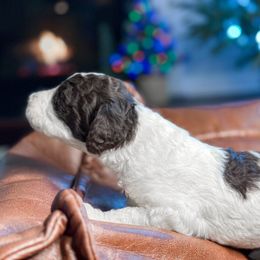 Girl 1 - Parti Poodle puppy in Simpsonville, South Carolina from Home of Doodles