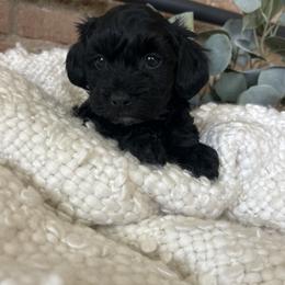 Girl 1 - female Schnoodle puppy in Mona, Utah from Lewis Family Schnoodles
