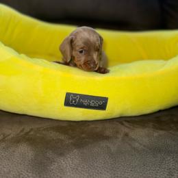 Lisa - Fawn (isabella) and tan female Dachshund puppy in Homestead, Florida from Weenie Land Miami