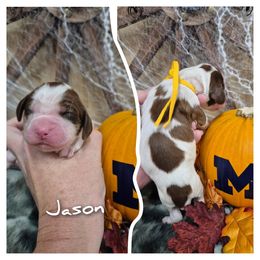 Jason - Liver white and tan male English Springer Spaniel puppy in Freeland, Michigan from McNally's Springer Spaniels