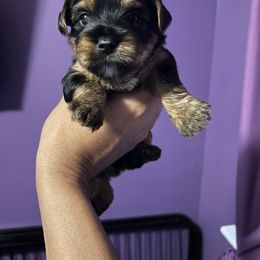 Rottweiler and Yorkshire Terrier Puppies from Superior Family Kennels