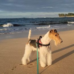 Wire Fox Terrier All Grown Up from Kaunala Wire Fox Terriers