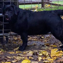 Cheers - Labrador Retriever