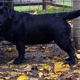 Cheers - Labrador Retriever