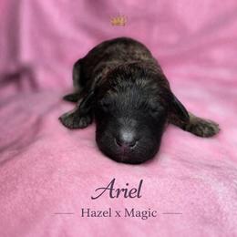 Ariel - Brindle female Poodle puppy in Springfield, Oregon from Valaurah Farms