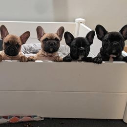 French Bulldogs from Lakeview Frenchies