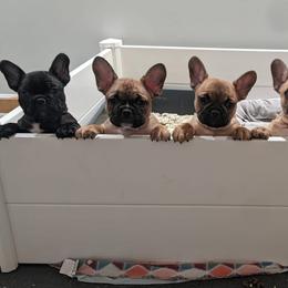 French Bulldogs from Lakeview Frenchies