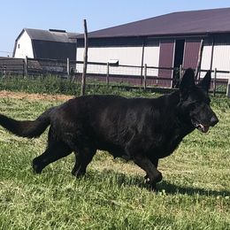 Quinn - German Shepherd