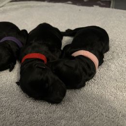 Kerry Blue Terrier Puppies from Costerra Kerry Blue Terriers
