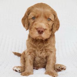 Puppy 1 - Red male Cockapoo puppy in Savannah, Georgia from Vino and Vespa Doodles