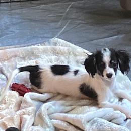 Papillon Puppies from Playful Papillon's