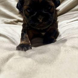 Girl 1 - Brown female Shichon puppy in Bushnell, Florida from Checkered Flag Babies