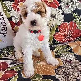 Thunder - Parti male Goldendoodle puppy in Fordland, Missouri from K&K's Puppy Kingdom
