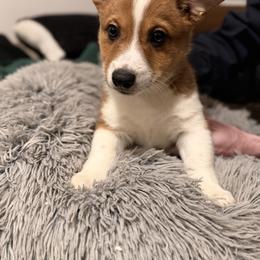Life - Fawn male Companion Cross puppy in San Francisco, California from Stonewall Cowboy Corgis
