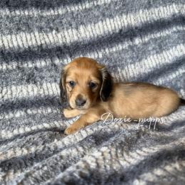Princess - Cream female Dachshund puppy in Perris, California from Doxie_pupps