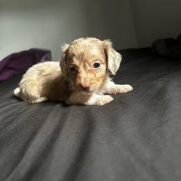 Female 2 AKC - Dapple female Dachshund puppy in Lehigh Acres, Florida from Ruby Rose Dachshund Dynasty