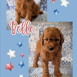 Belle - Red  female Goldendoodle puppy in Coarsegold, California from Hobbit Hollow Acres