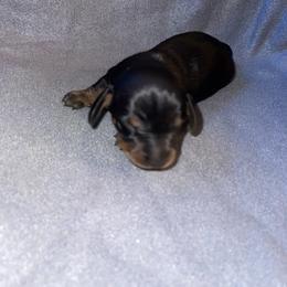 Dachshund Puppies from High Mountain Dachshunds